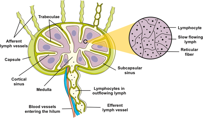 section of lymph nodes